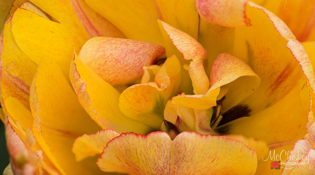 Ottawa Tulip Festival