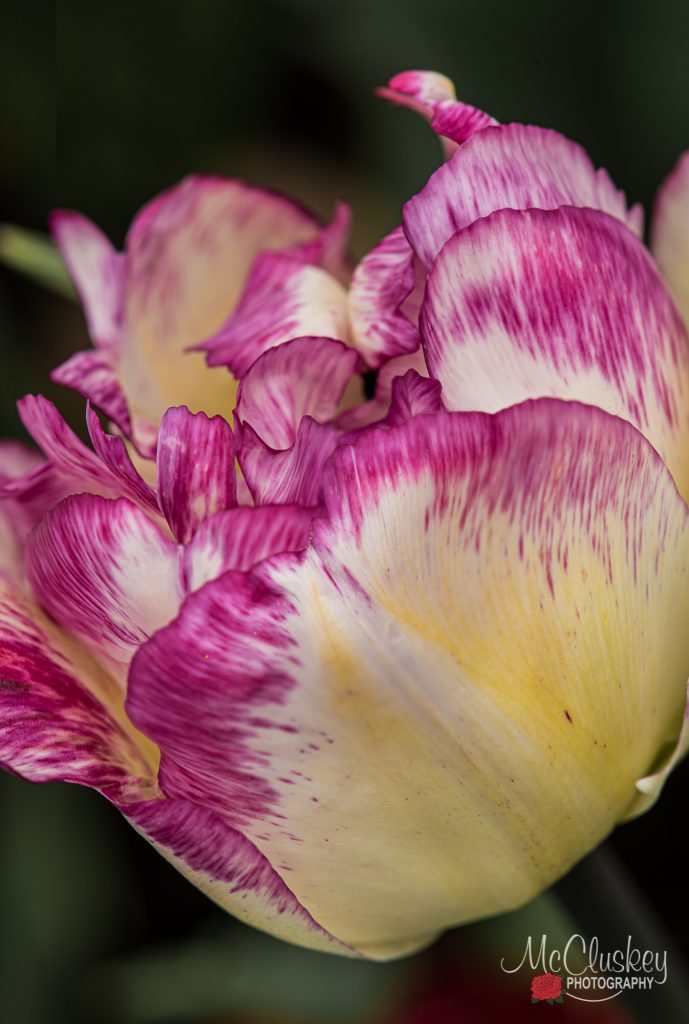 Ottawa Tulip Festival
