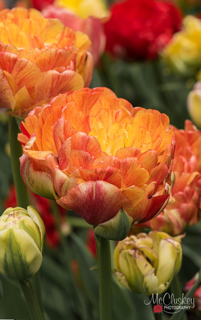Ottawa Tulip Festival