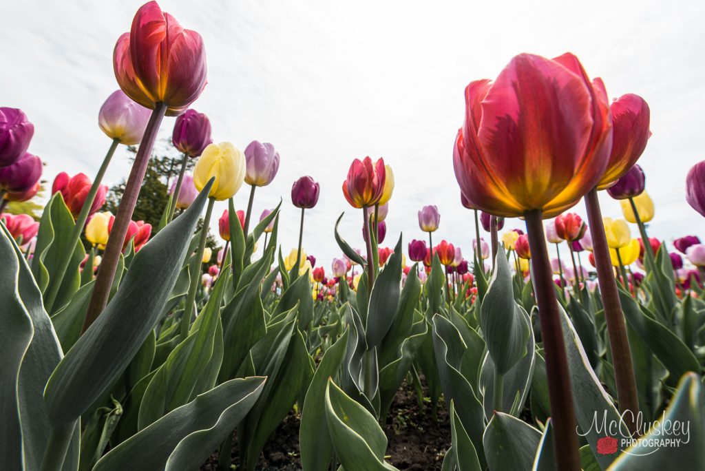 Ottawa Tulip Festival