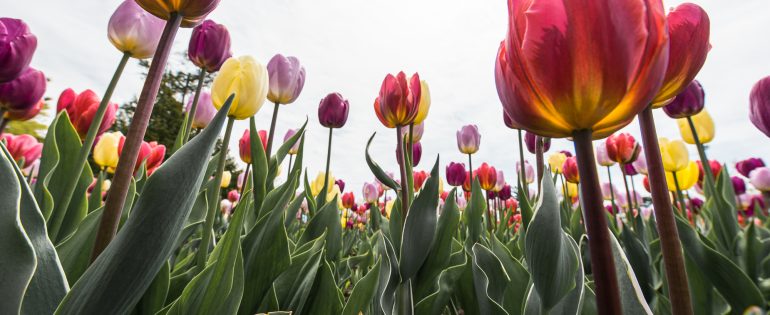 Tulips!